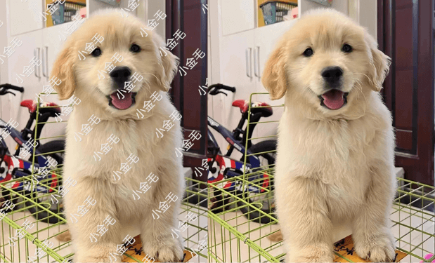 Start AI 插件中的 “图片去水印” 功能，让 PS 一键去水印从 “耗时任务” 变成 “秒级操作”，成为 “图片去水印” 的最优解决方案。