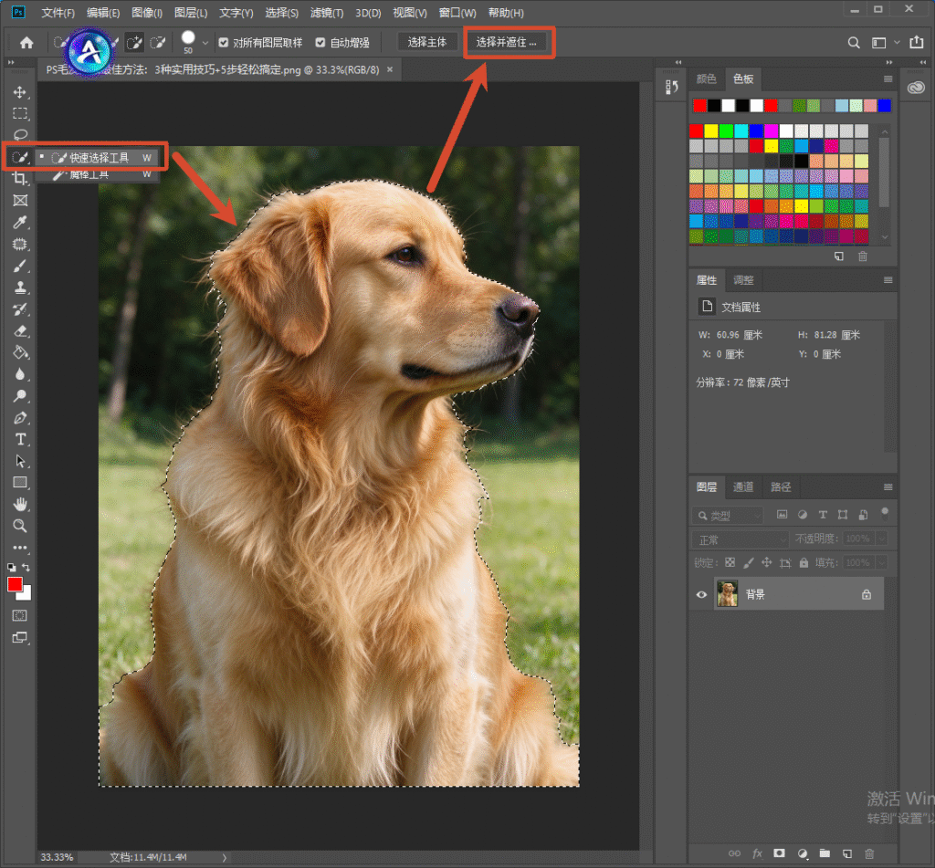 Photoshop 软件界面，使用快速选择工具框选金毛犬，顶部选项栏可见 “选择并遮住” 按钮，画面生成犬只主体选区，演示 PS 抠图第一步建立选区操作。