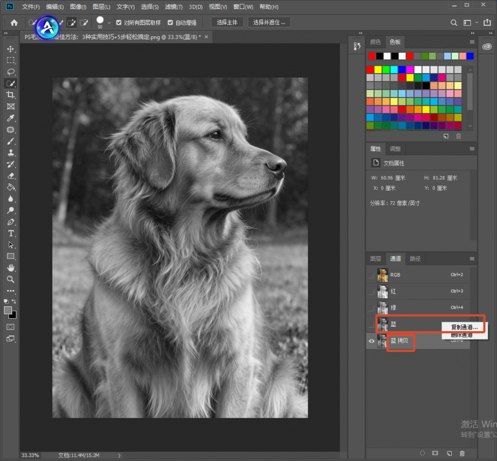 Photoshop 通道面板，打开图片 RGB 通道，右键复制蓝色通道得到蓝拷贝通道，画面转为黑白图，演示通道抠图法，依靠明暗对比提取毛发主体。