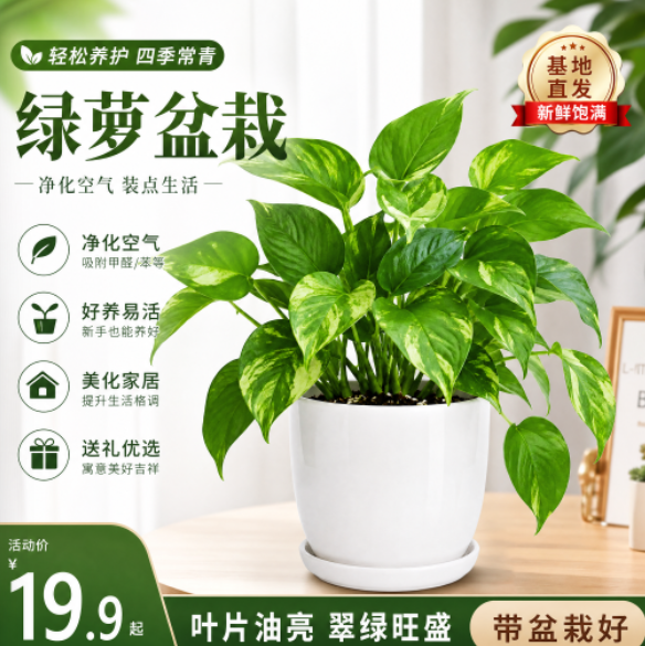开花盆栽庭院主图成片叶形花盆一致