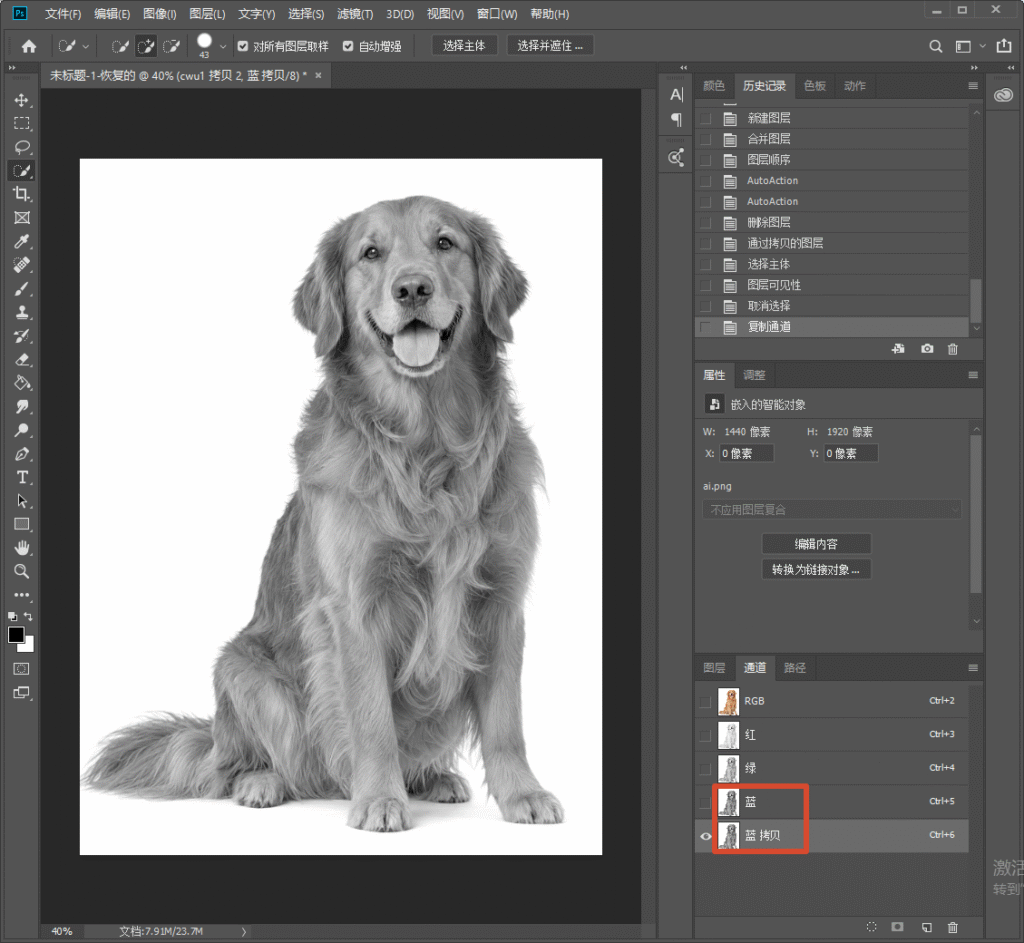 Photoshop 通道面板，复制蓝色通道，画面变成黑白效果，使用通道法抠金毛犬毛发，展示通道抠图前期准备。