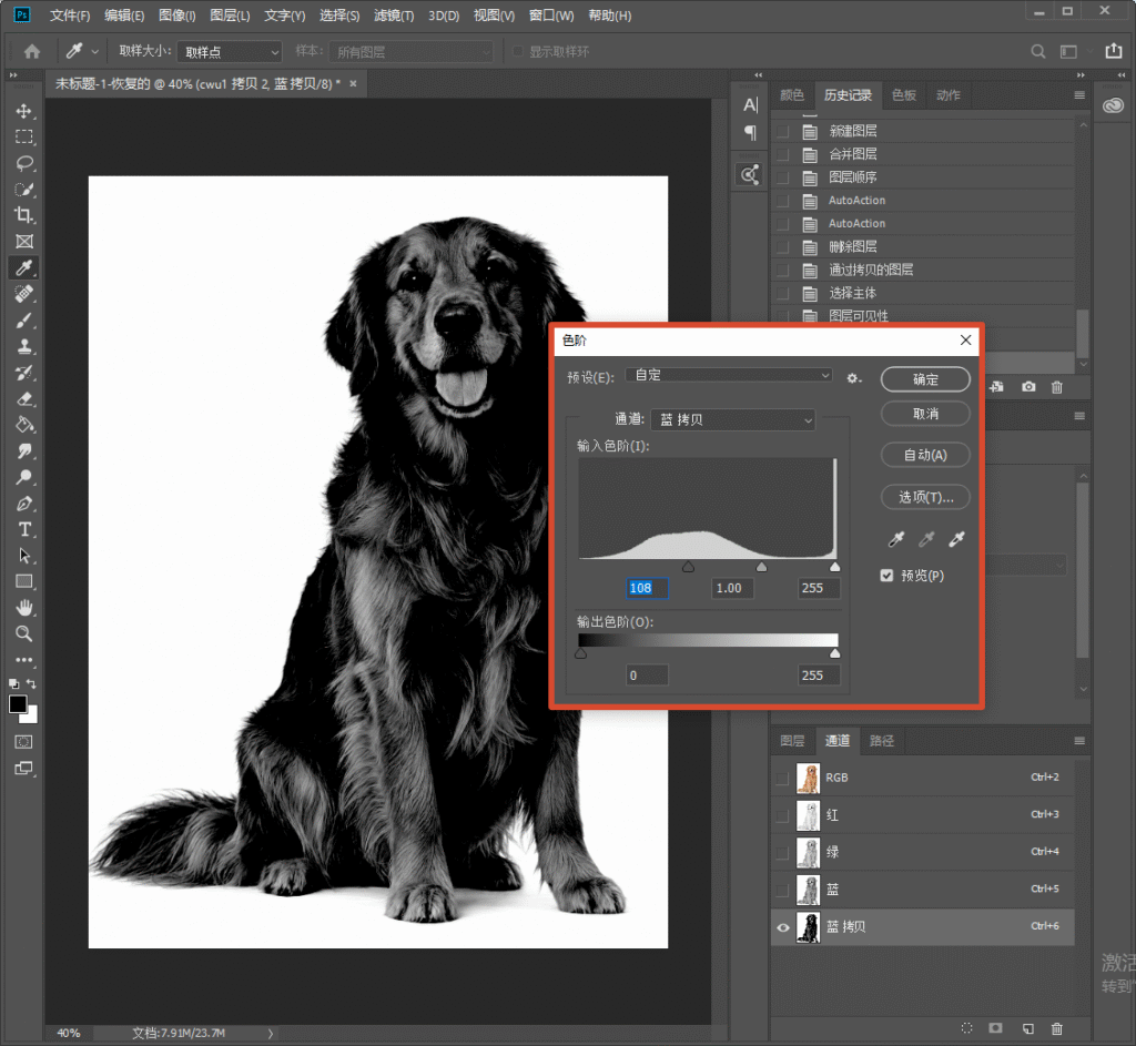 Photoshop 通道面板，打开色阶调整窗口，拖动滑块加大黑白反差，强化金毛狗狗毛发和背景的对比，方便载入选区抠毛发。