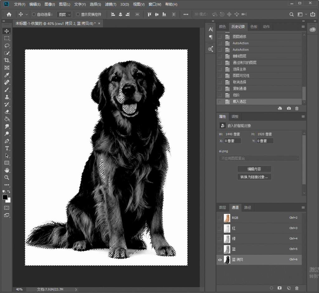 Photoshop 通道抠图步骤，调整完色阶后载入通道选区，画面出现蚂蚁线选区，准备提取金毛犬主体，适合毛发类精细抠图。