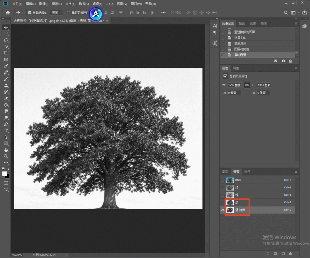 Photoshop 通道面板截图,复制蓝色通道,大树图片转为黑白通道图,准备用通道法抠取树木。